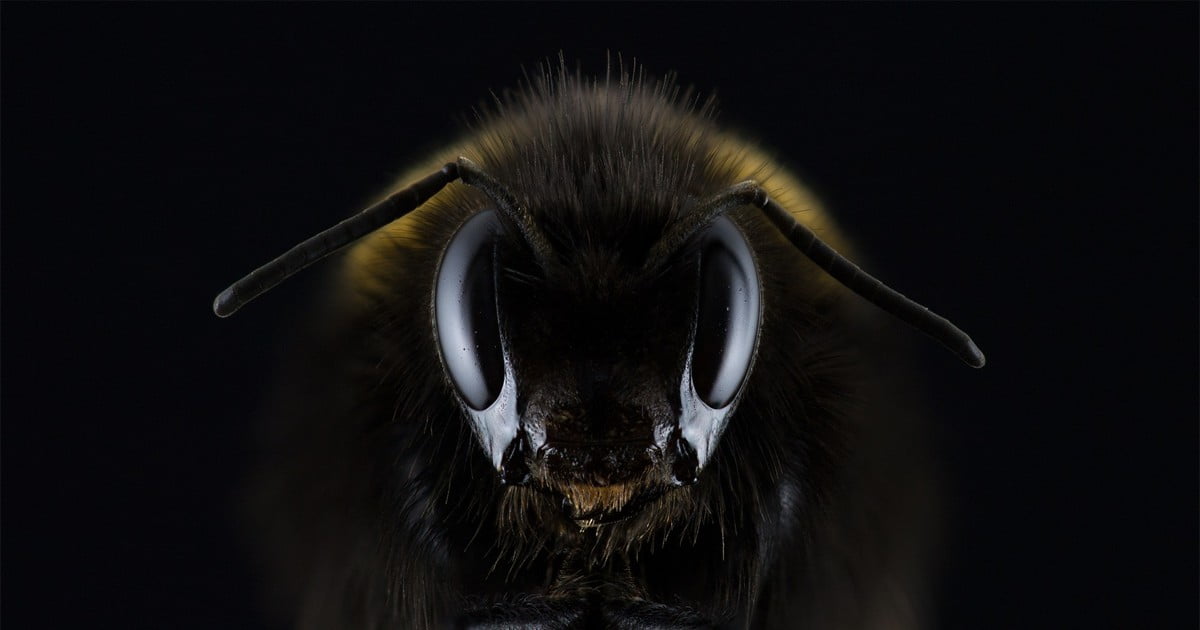 Ejercicio listening B1 – El ataque de los hornets