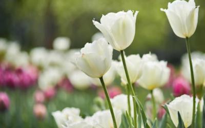 Embrace the Season: Common Spring Vocabulary Explained